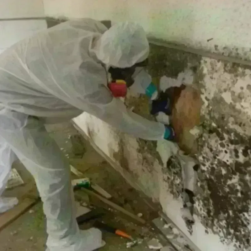 Mold Remediation and Removal in Pueblo West, CO